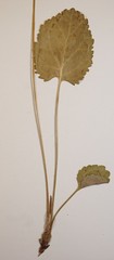 Packera paupercula pseudotomentosa