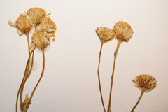 Packera paupercula pseudotomentosa
