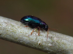Crepidodera violacea