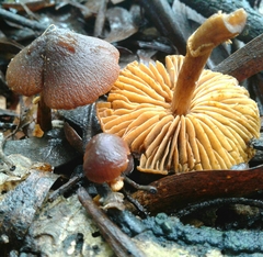Descolea maculata