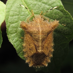 Dryptocephala spinosa