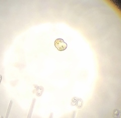 Miozoa
