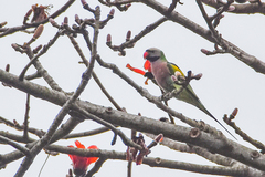 Psittacula alexandri fasciata