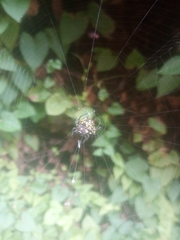 Gasteracantha curvispina