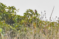 Psittacula alexandri fasciata