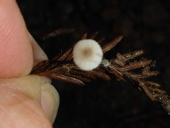 Paragymnopus sequoiae