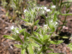 Cryptantha fendleri