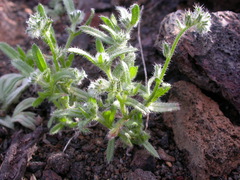 Cryptantha fendleri