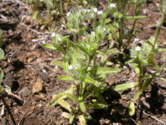 Cryptantha fendleri