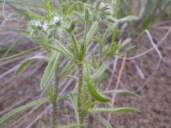 Cryptantha fendleri