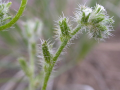 Cryptantha fendleri