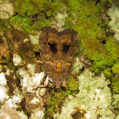 Noctuoidea