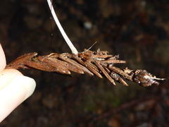 Paragymnopus sequoiae