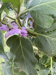 Solanum melongena