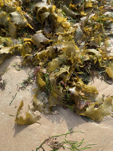 photo of Common Kelp (Ecklonia radiata)