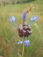 Allium caeruleum