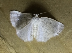 Lomographa glomeraria