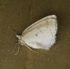 Lomographa glomeraria