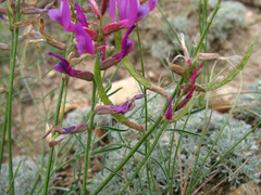 Astragalus haesitabundus