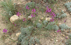 Astragalus haesitabundus