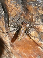 Tetragnatha elongata