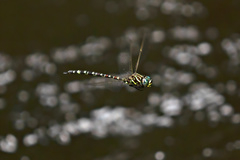 Austroaeschna pinheyi