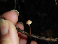 Paragymnopus sequoiae