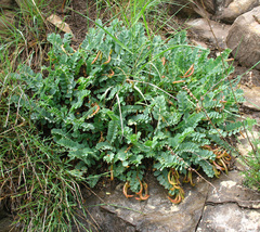Astragalus polygala