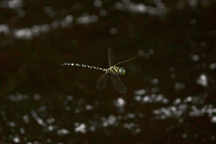 Austroaeschna pinheyi