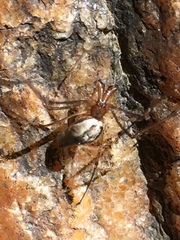 Tetragnatha elongata