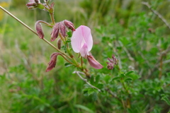 Ononis fruticosa