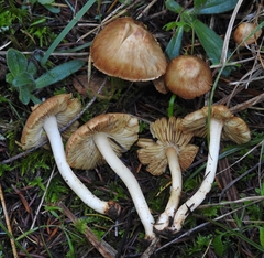 Inocybe kauffmanii