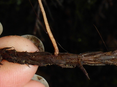 Paragymnopus sequoiae