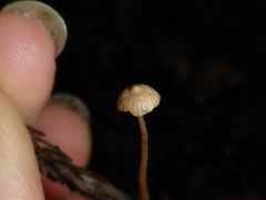 Paragymnopus sequoiae