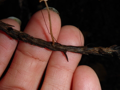 Paragymnopus sequoiae