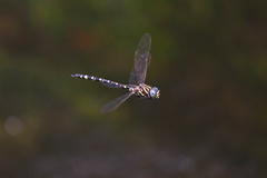 Austroaeschna pinheyi