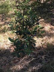 Heteromeles arbutifolia