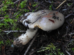 Lactarius argillaceifolius megacarpus