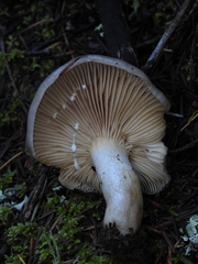 Lactarius argillaceifolius megacarpus