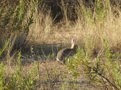 Oryctolagus cuniculus