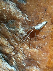 Tetragnatha elongata