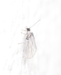 Conwentzia pineticola