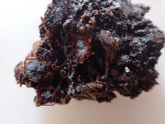 Ascocorticium anomalum