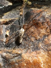 Tetragnatha elongata