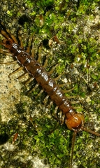 Lithobius variegatus rubriceps