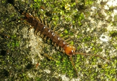 Lithobius variegatus rubriceps