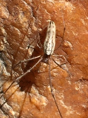 Tetragnatha elongata