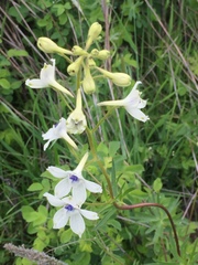 Delphinium pavonaceum