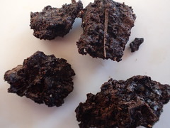 Ascocorticium anomalum