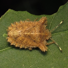 Dryptocephala spinosa